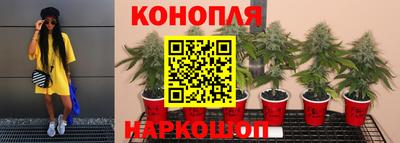 гашик Новокубанск